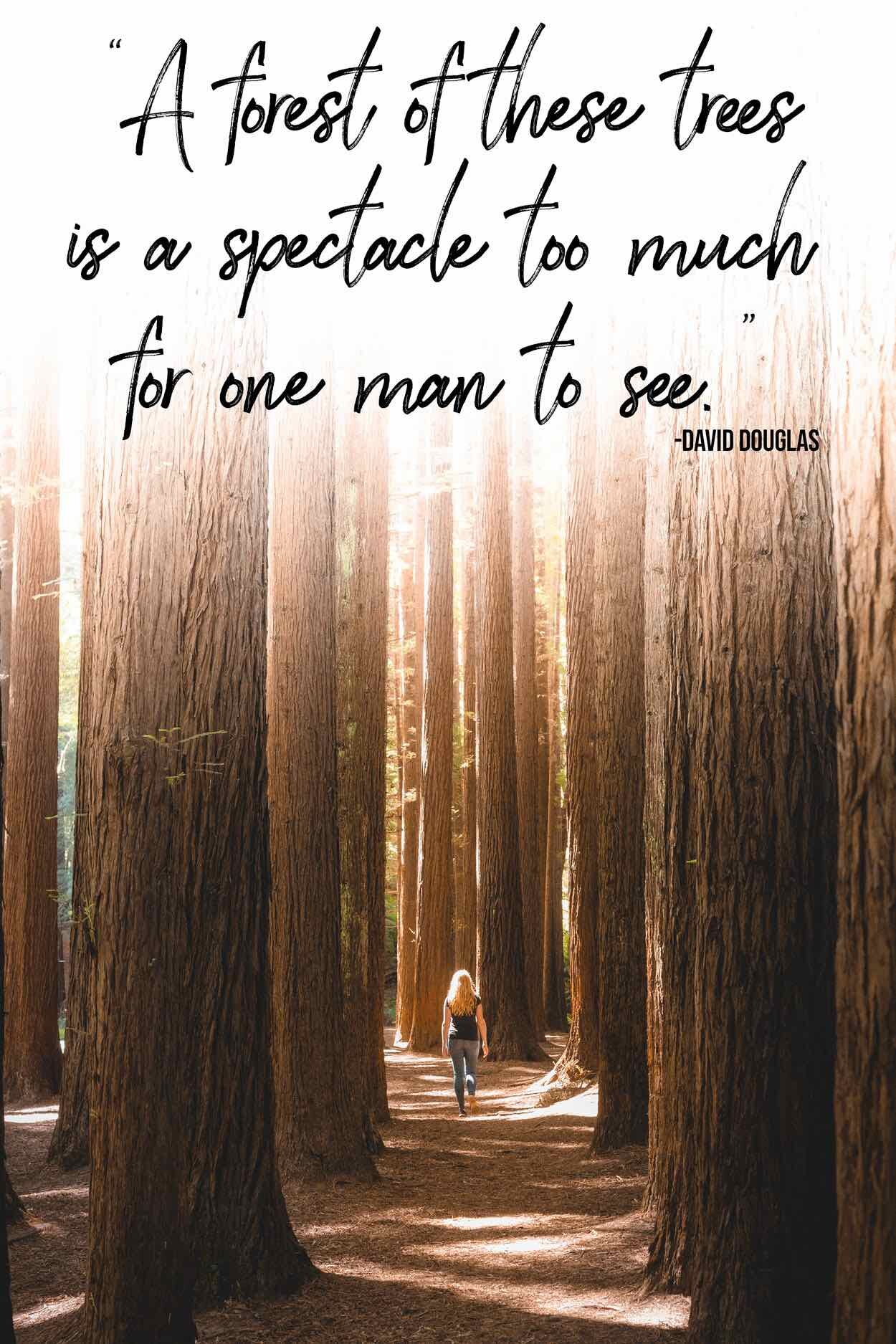 Inspirational Quotes About the Woods: Natures Wisdom and Beauty