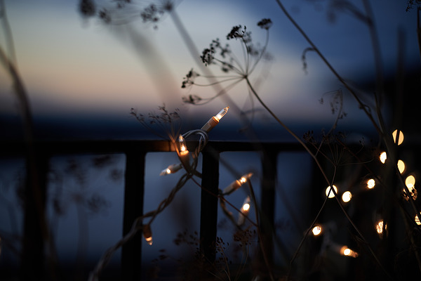 Stunning Sigma 56mm F1.4 DC DN Contemporary Sample Images