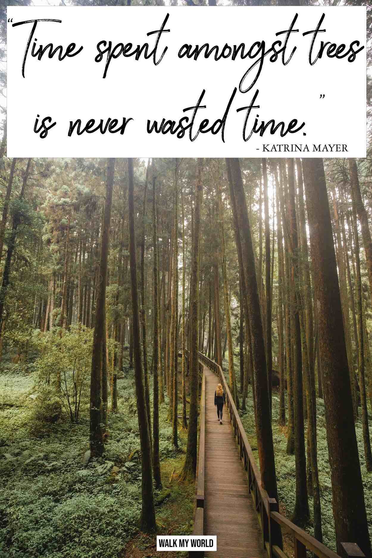 Explore Powerful In the Woods Quotes for Reflection and Peace