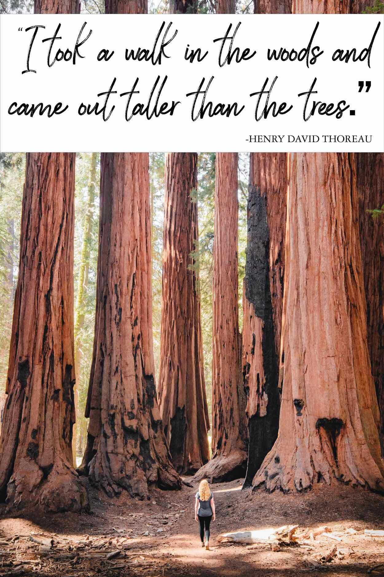 Explore Powerful In the Woods Quotes for Reflection and Peace