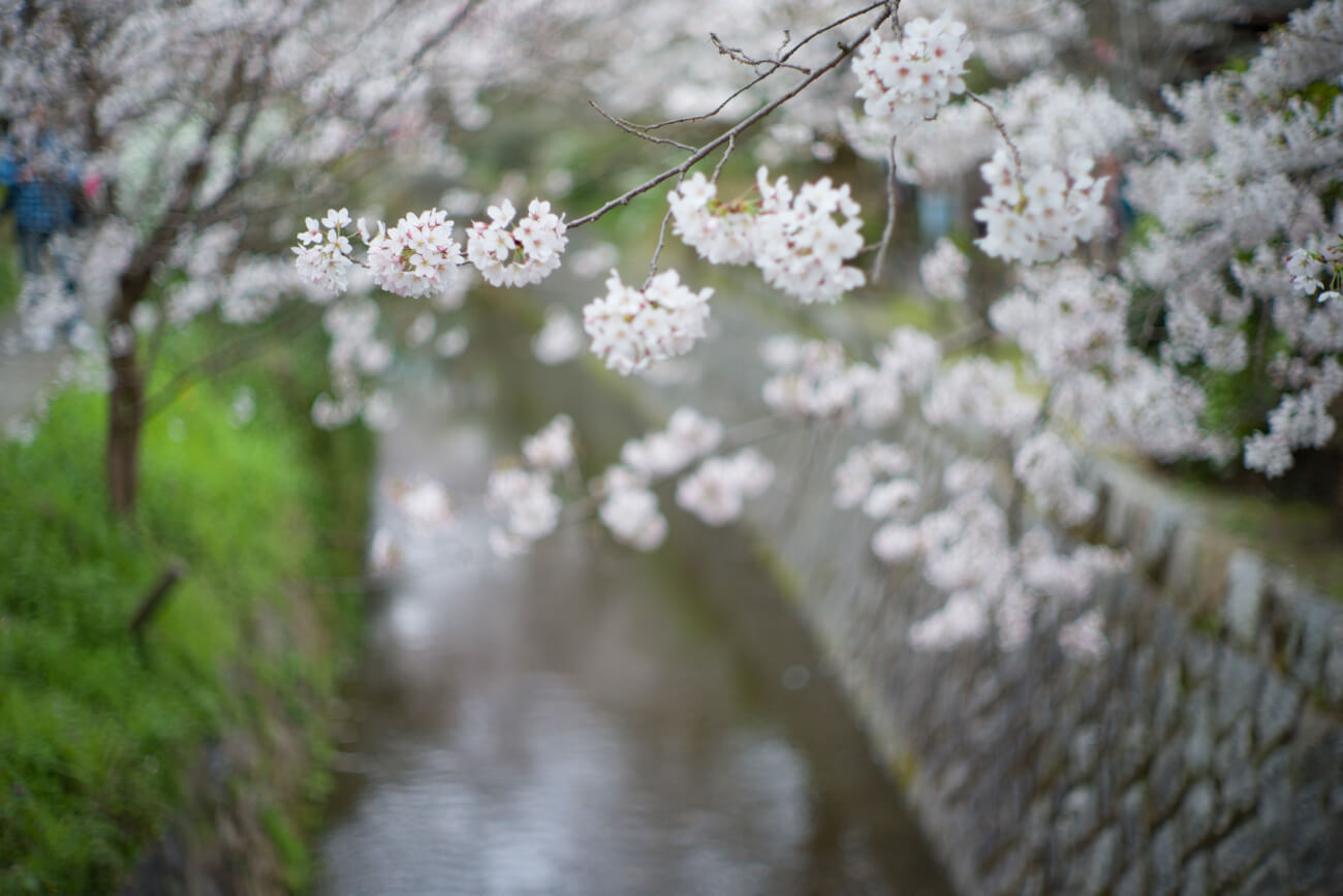 Noctilux f1: Experience Dreamy Bokeh and Shallow Depth of Field