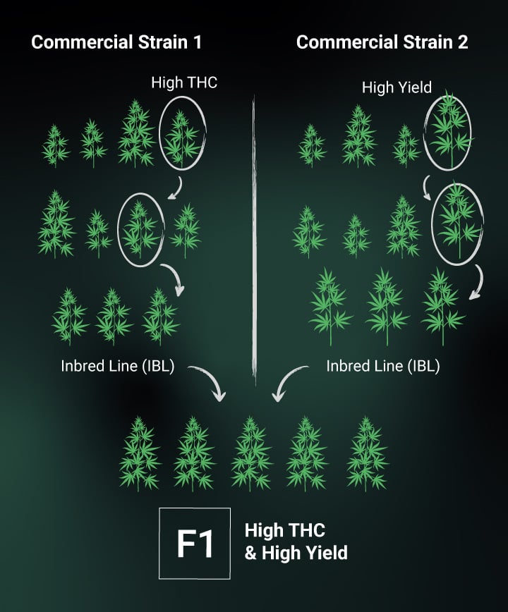 What Does F1 Seeds Mean for Your Garden? The Pros and Cons Explained!