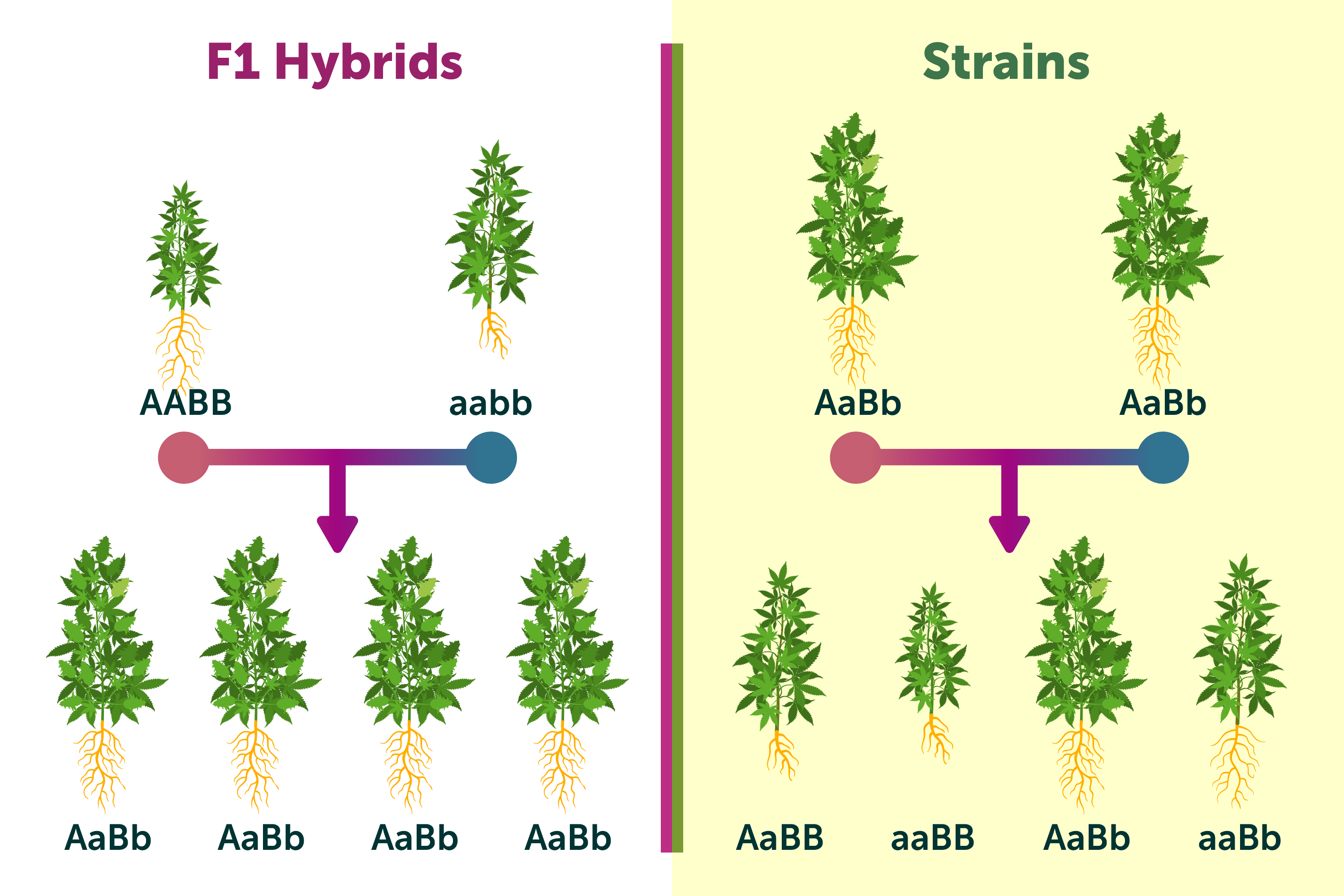 What Does F1 Seeds Mean for Your Garden? The Pros and Cons Explained!