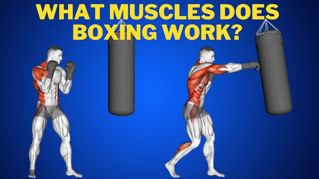 Surprising Muscles: Unveiling What Muscles Do Boxing Work