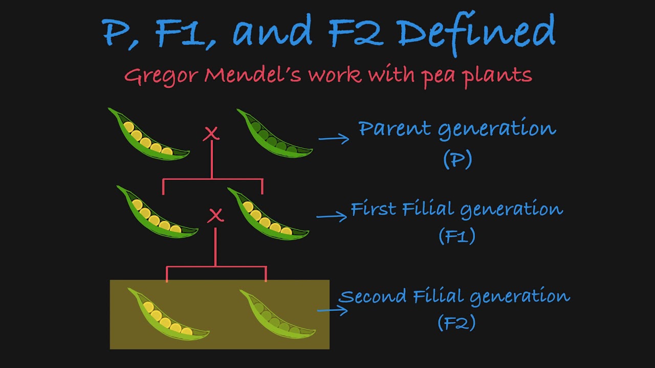 What Does P1 Mean in F1? Simple Explanation for Beginners