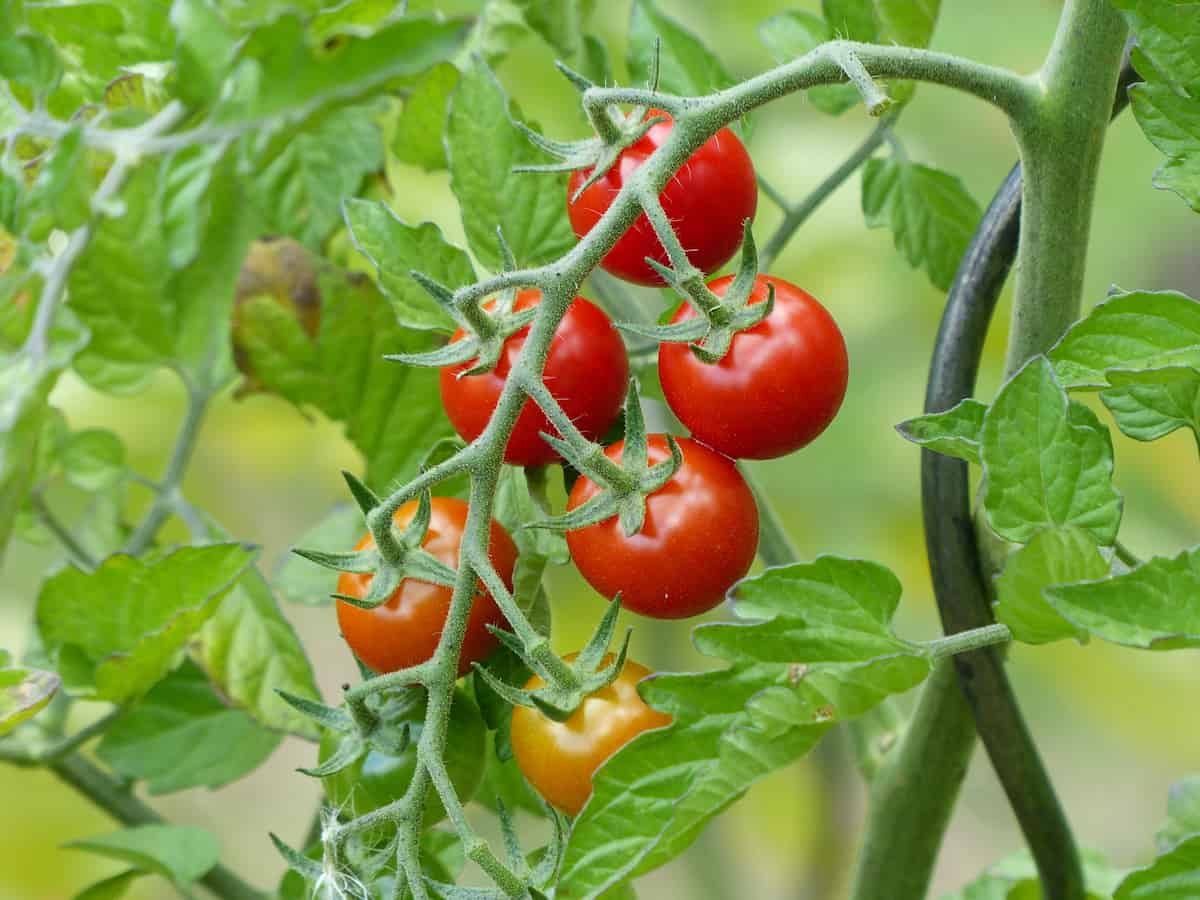 What Does F1 Seeds Mean for Your Garden? The Pros and Cons Explained!