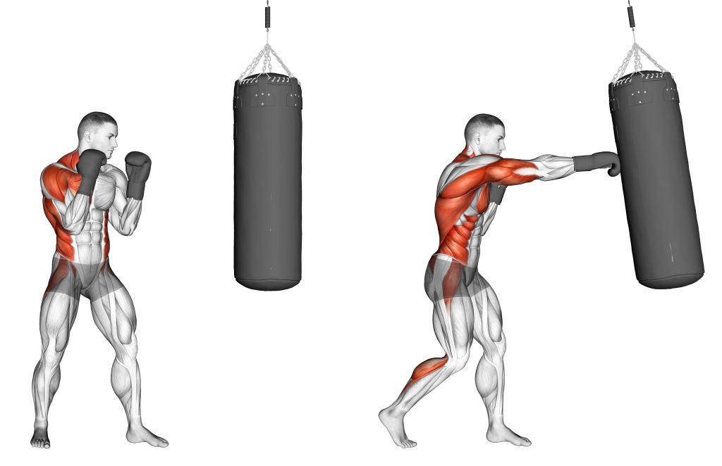 Surprising Muscles: Unveiling What Muscles Do Boxing Work