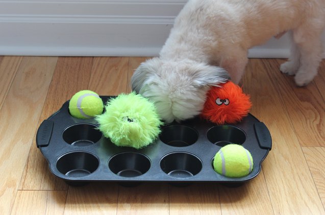 How to Dye Tennis Balls for Dogs? Safe and Fun DIY Project Guide