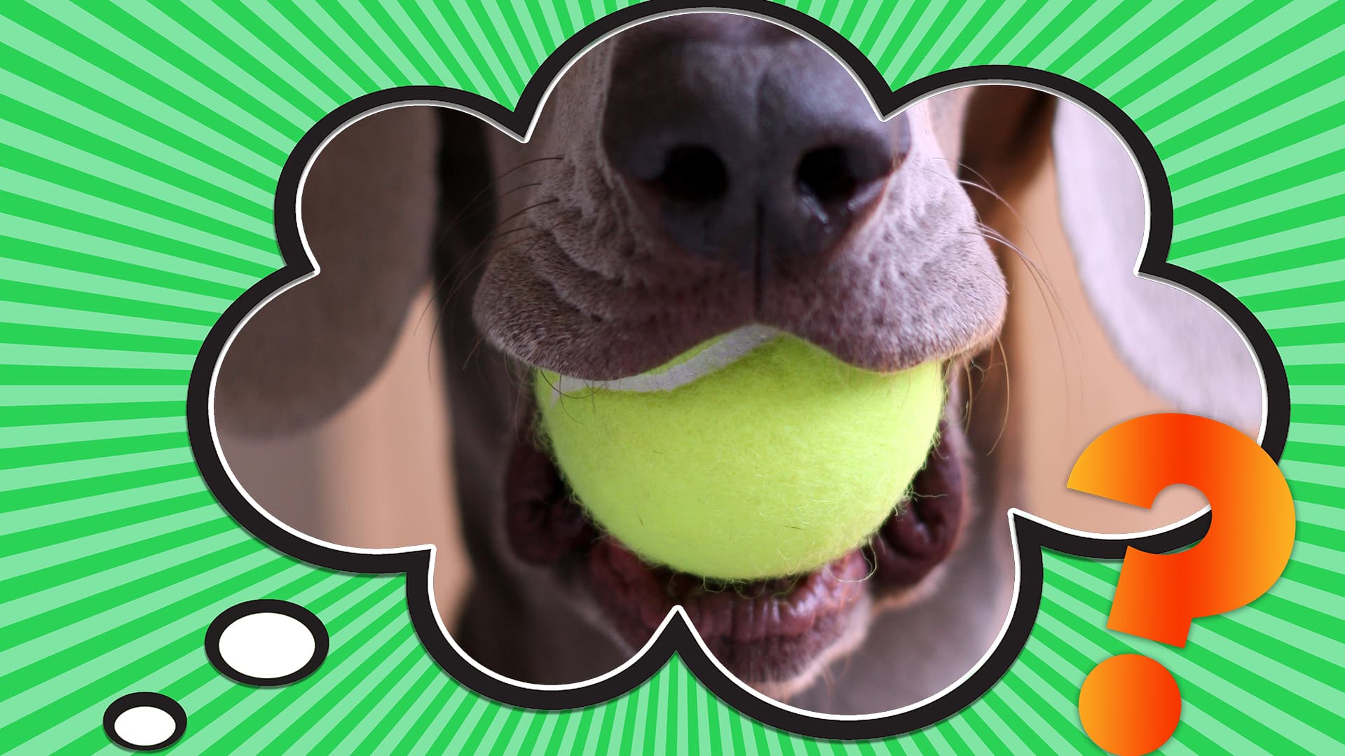 The Mystery of Dogs and Tennis Balls: Why is it Their Favorite Toy to Play With?