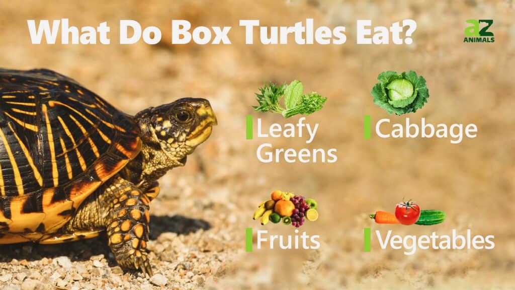 What Do Boxing Turtles Eat? Heres a List of Foods They Can and Cant Eat!