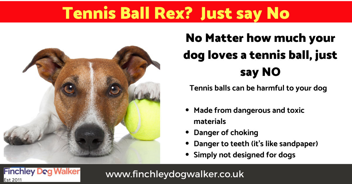 Can a Dog Swallow a Tennis Ball? (Vet-Approved Safety Tips)