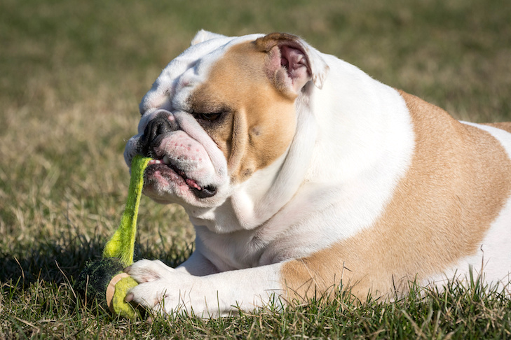 Can a Dog Swallow a Tennis Ball? (Vet-Approved Safety Tips)
